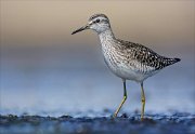 24_DSC8592_Wood_Sandpiper_startle_91pc