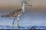 24_DSC8600_Wood_Sandpiper_trim_100pc