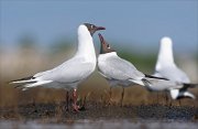 24_DSC8631_Black-headed_Gull_sacral_86pc