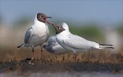 24_DSC8680_Black-headed_Gull_grave_64pc