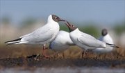 24_DSC8694_Black-headed_Gull_claim_77pc