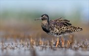 24_DSC8712_Ruff_splendid_62pc