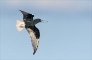 24_DSC9012_White-winged_Tern_pinpoint_44pc