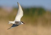 24_DSC9112_Whiskered_Tern_dip_57pc