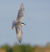 24_DSC9145_Whiskered_Tern_tench_36pc