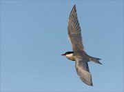 24_DSC9149_Whiskered_Tern_race_64pc