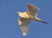 24_DSC9183_Great_White_Egret_plume_67pc