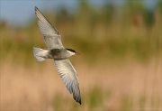 24_DSC9189_Whiskered_Tern_aslope_42pc