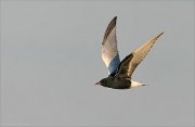 24_DSC9207_White-winged_Tern_harsh_19pc