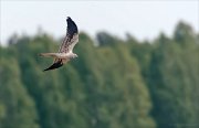 24_DSC9908_Montagus_Harrier_leeway_22pc