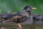 24_DSC9992_Common_Starling_mild_92pc