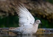 25_DSC0259_Eurasian_Collared_Dove_flap_98pc