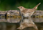 25_DSC0363_Thrush_Nightingale_plunge_73pc