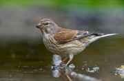 25_DSC0398_Common_Linnet_dinghy_76pc