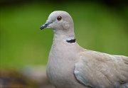 25_DSC0414_Eurasian_Collared_Dove_ruby_97pc