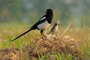 01_DSC0615_Magpie_ft_Whinchat