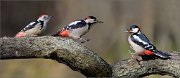 07_DSC1226_Middle_ft_Syrian_ft_Great_Spotted_Woodpecker_180pc