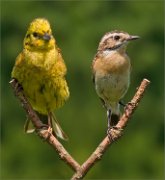 P1530593_Yellowhammer_ft_Whinchat_double_mix