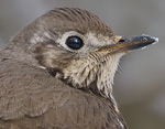 Turdus_viscivorus